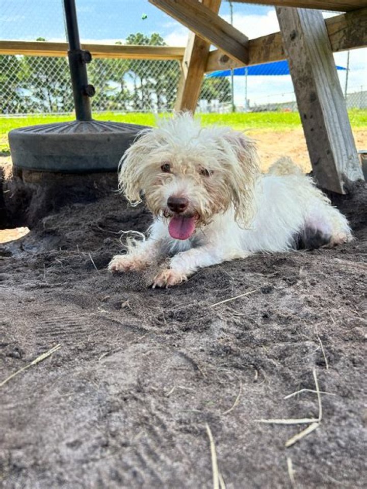 Are banks dog friendly?
