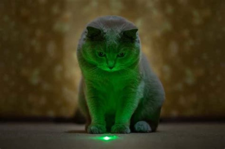 Are cat lasers cruel?