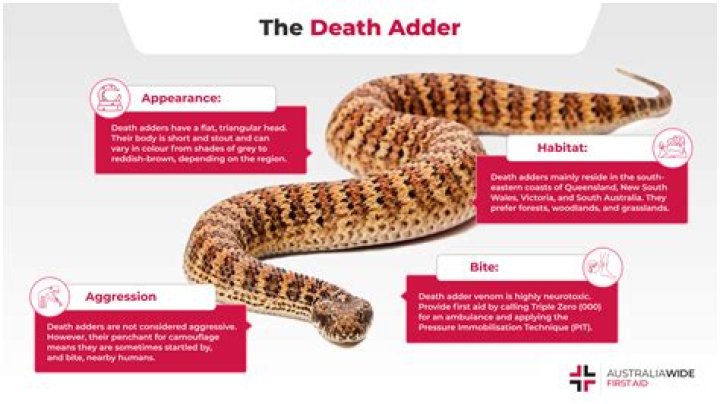 Are death adders poisonous?