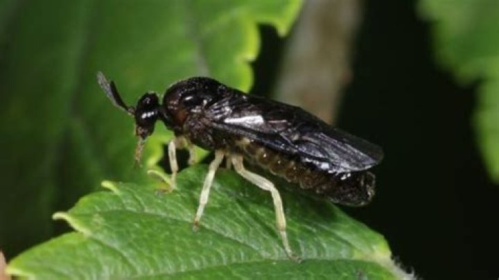 Are elm sawflies dangerous?