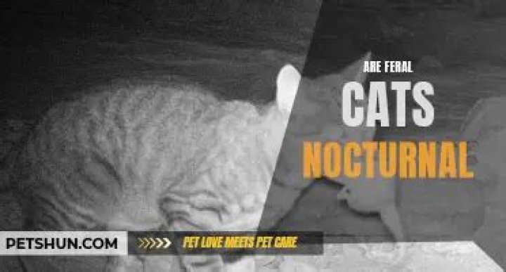 Are feral cats nocturnal?