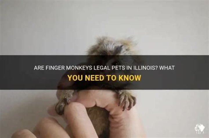 Are finger monkeys legal?