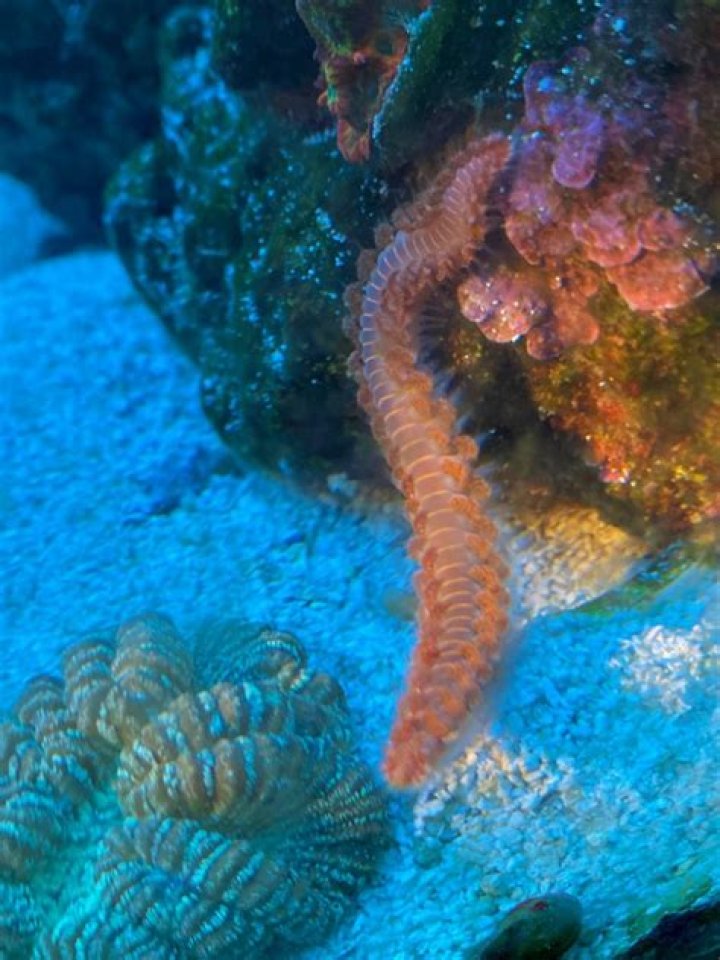 Are fireworm reef safe?