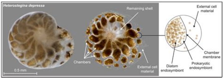 Are foraminifera free living or parasitic?