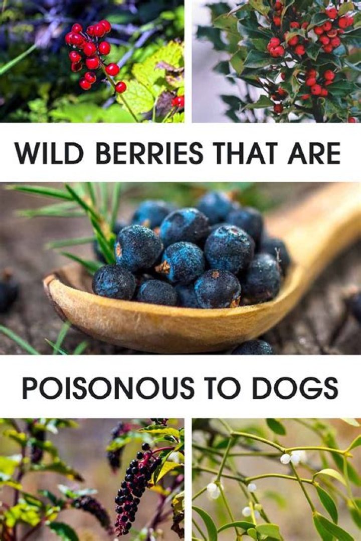 Are green holly berries poisonous to dogs?