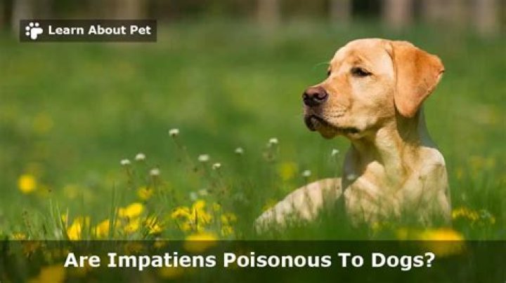Are impatiens poisonous to dogs?