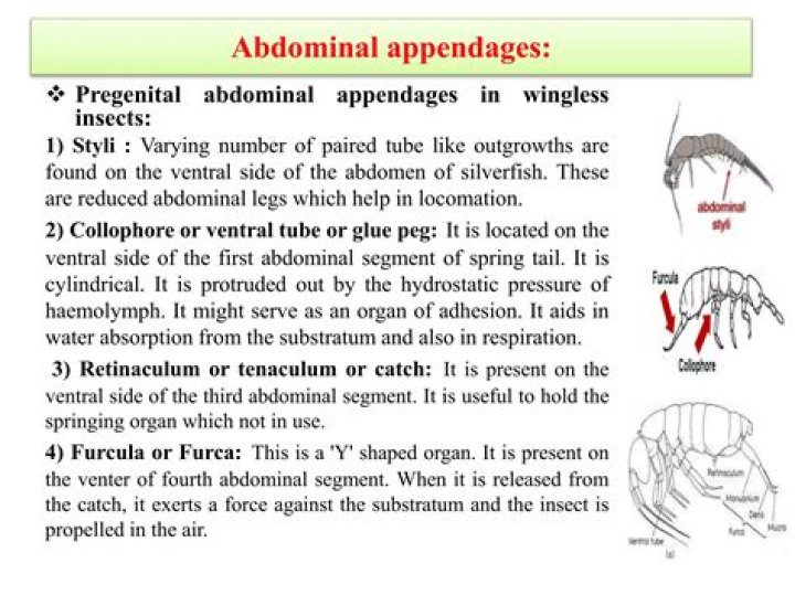 Are insect wings appendages or not?