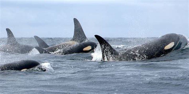 Are killer whales endangered?