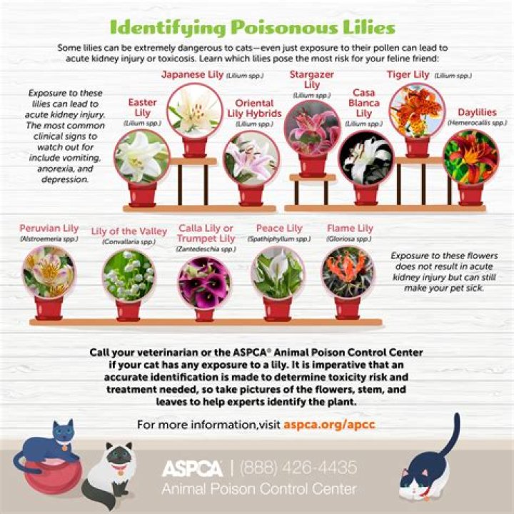 Are lilies poisonous to animals?