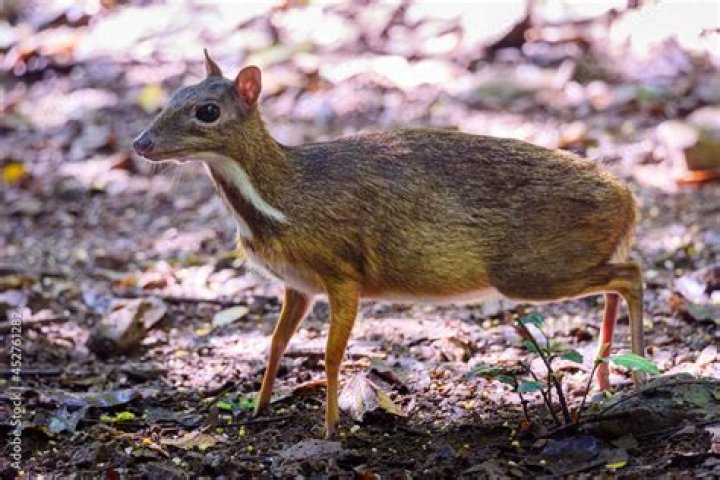 Are mouse deer real?