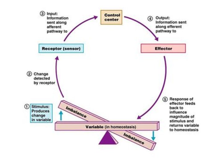Are negative feedback loops homeostatic mechanisms?