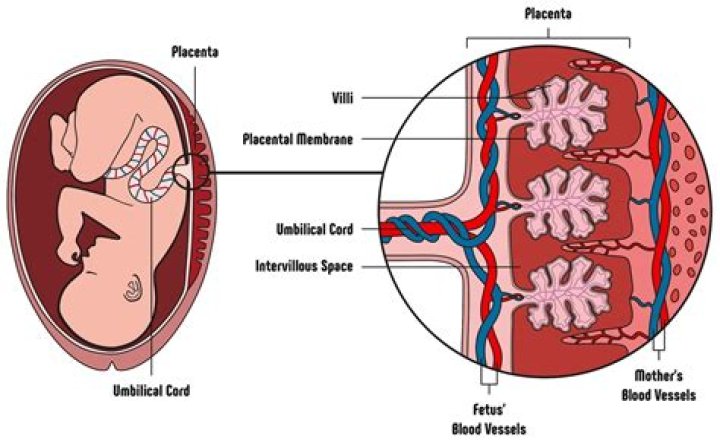 Are placentas good for you?