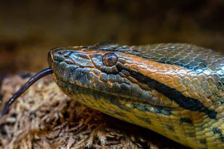 Are pointy headed snakes poisonous?