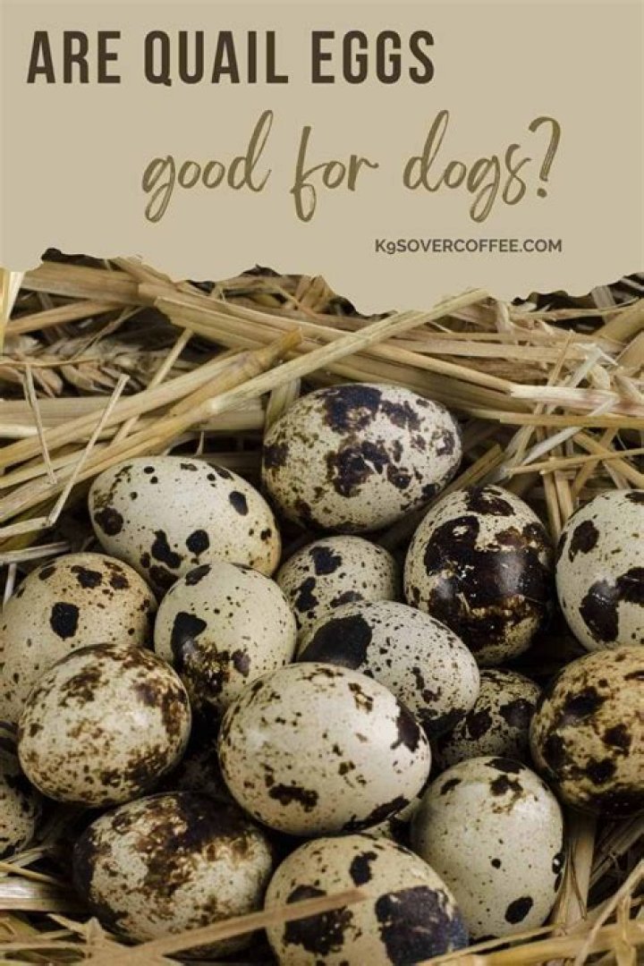 Are quail eggs good for dogs?