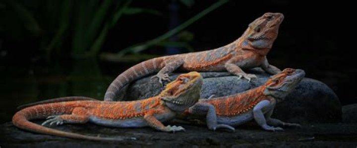 Are reptiles good pets?