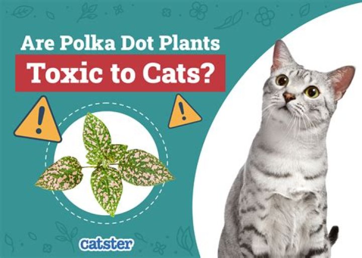 Are sempervivum poisonous to cats?