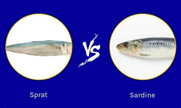 Are sprats white fish?