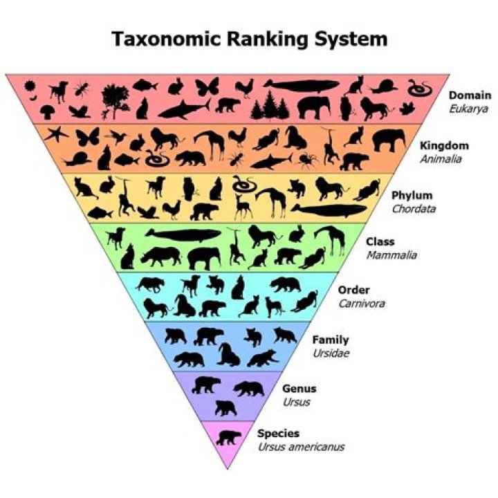 Are the taxonomic levels from largest to smallest?