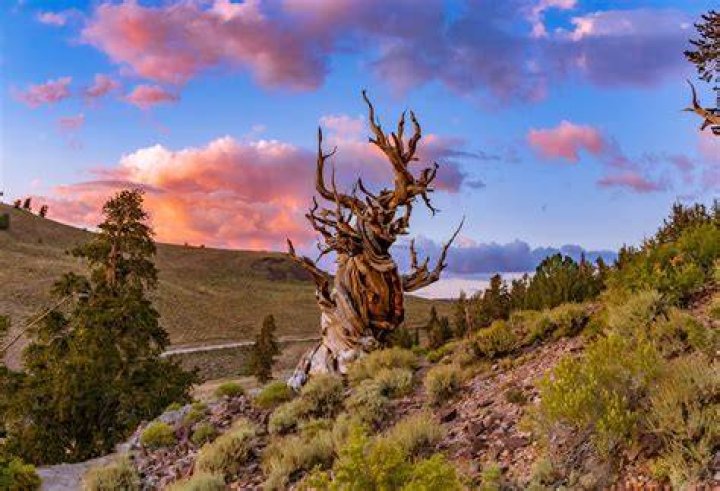 Are there bristlecone pines in colorado?