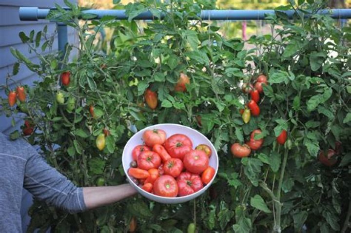 Are tomatoes a vine?