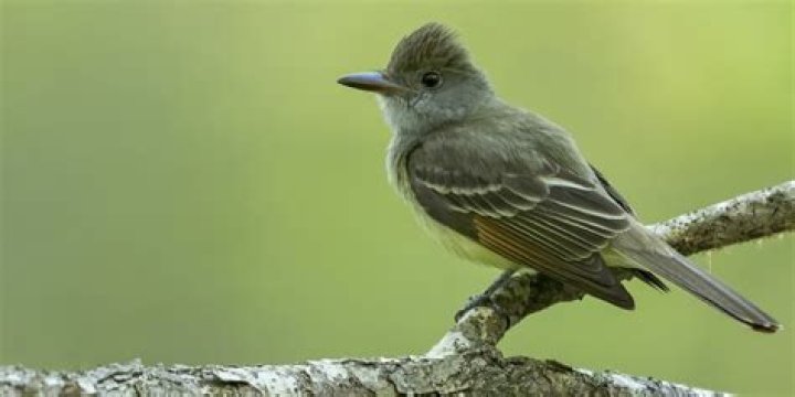 Are tyrant flycatchers carnivores?