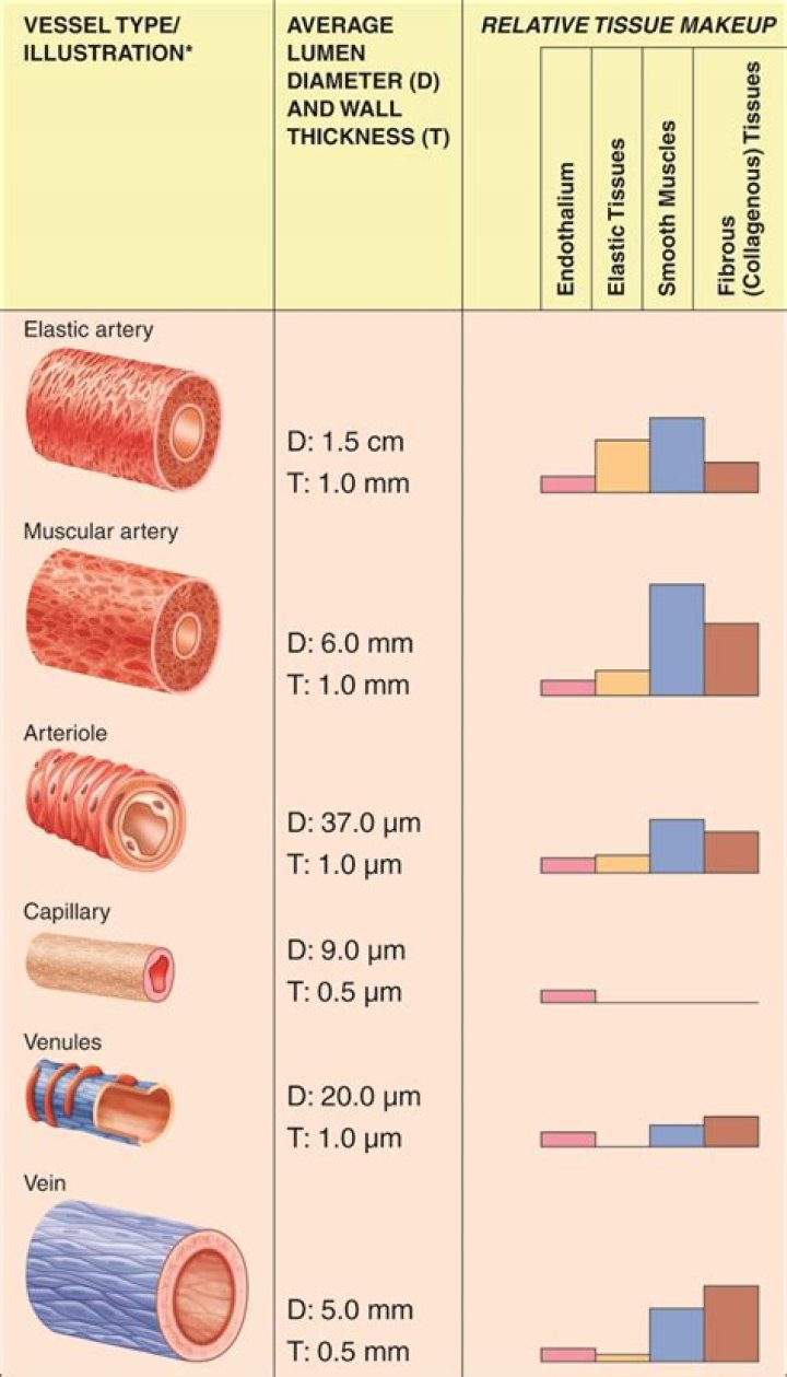 Are venules the smallest blood vessels?