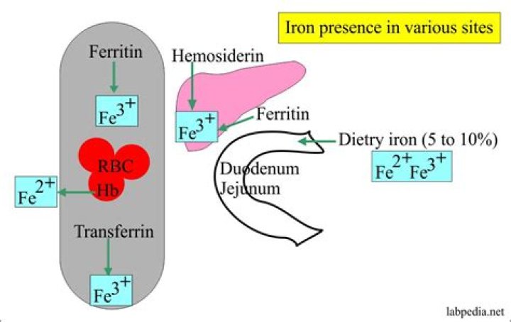 At what ferritin level requires iron infusion?