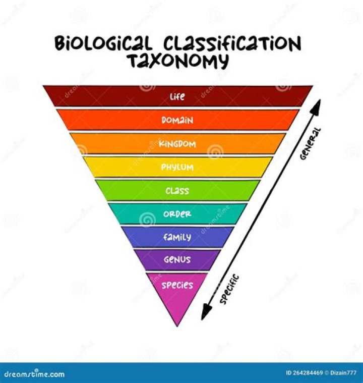 At which taxonomic level mango and wheat are same?