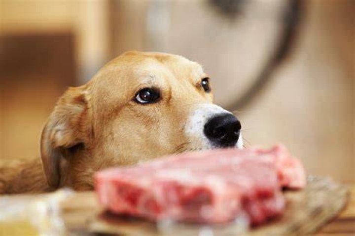 Can a dog eat a leech?