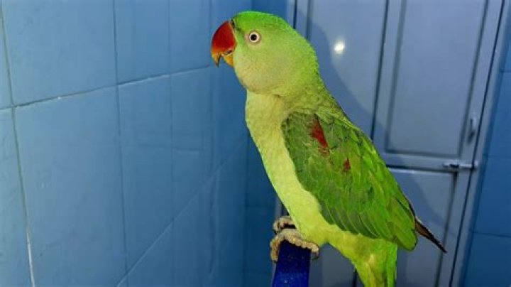 Can alexander parrot talk?