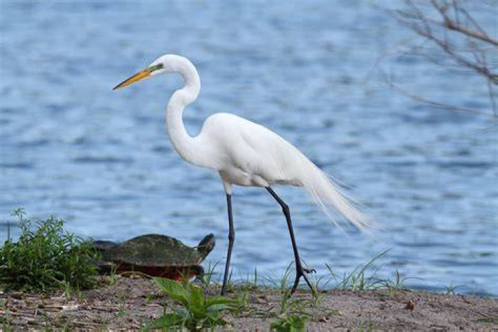 Can blue herons be white?