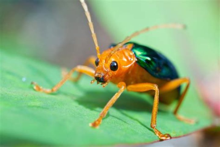 Can bombardier beetles fly?