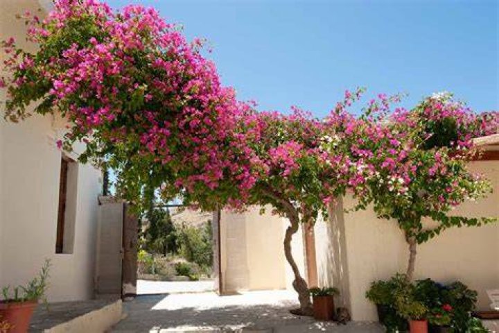 Can bougainvillea be grown indoors?