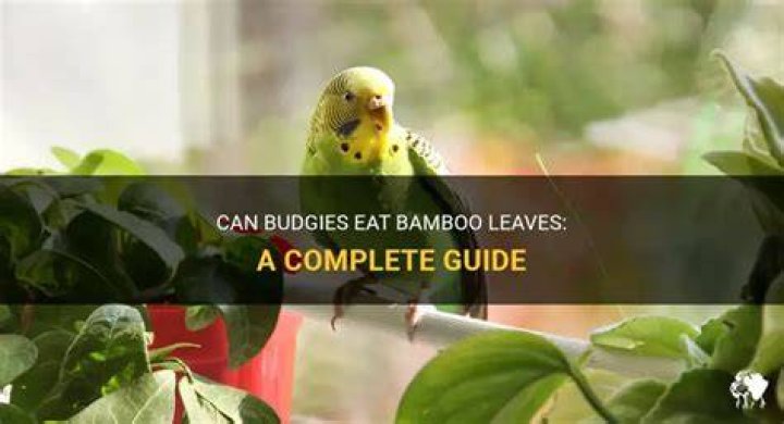 Can budgies have bamboo perches?