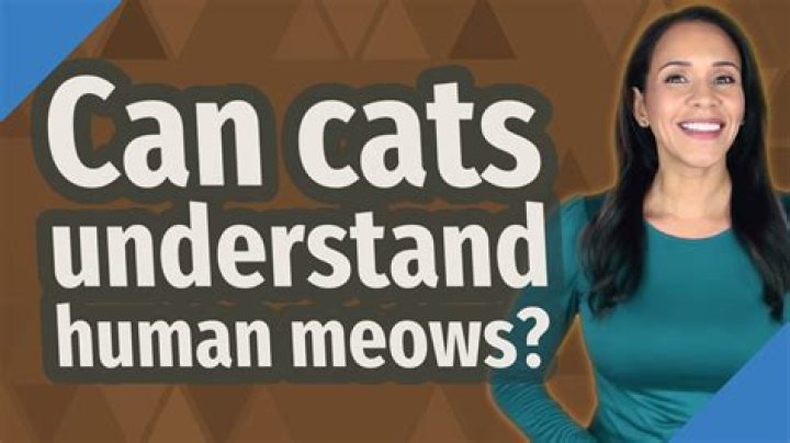 Can cats understand human meows?