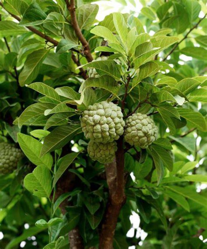 Can cherimoya grow in pots?