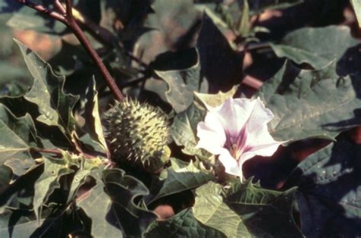 Can datura be transplanted?