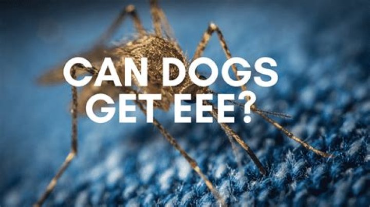 Can dogs get eee virus?