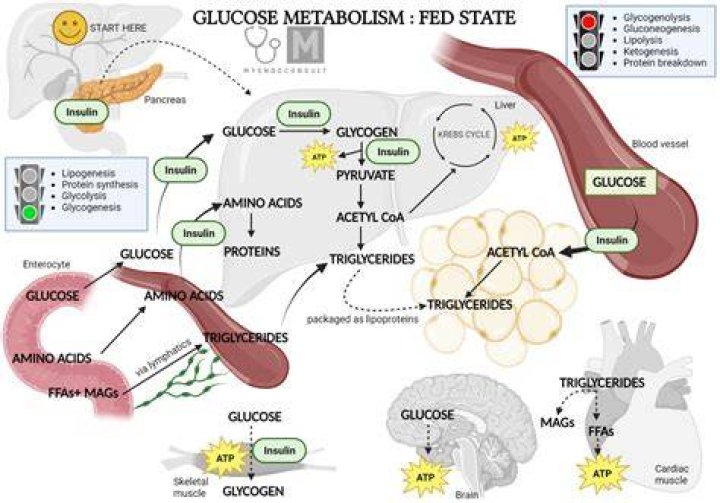 Can fat be metabolized anaerobically?