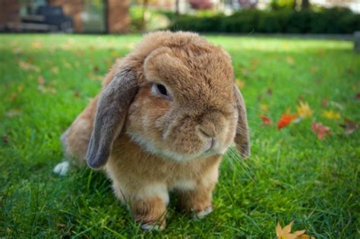 Can holland lops live outside?