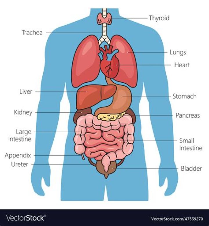 Can i dismember a human body?