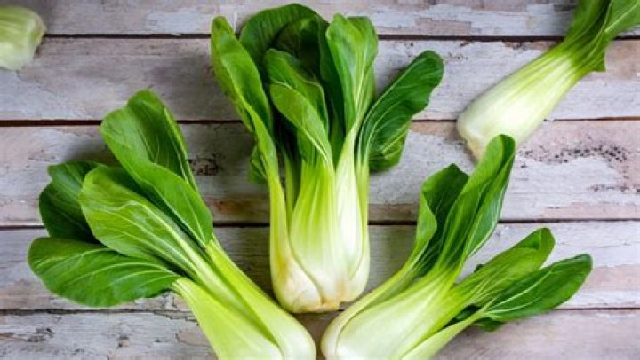 Can tortoises eat pak choi?