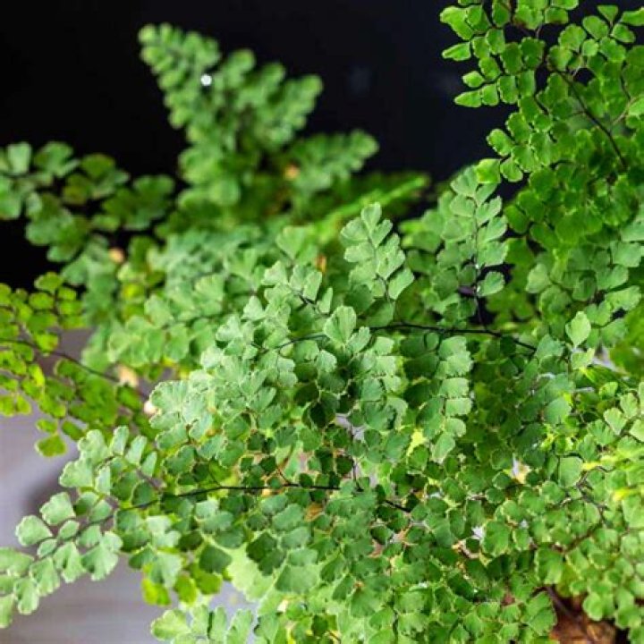 Can you grow maidenhair fern indoors?