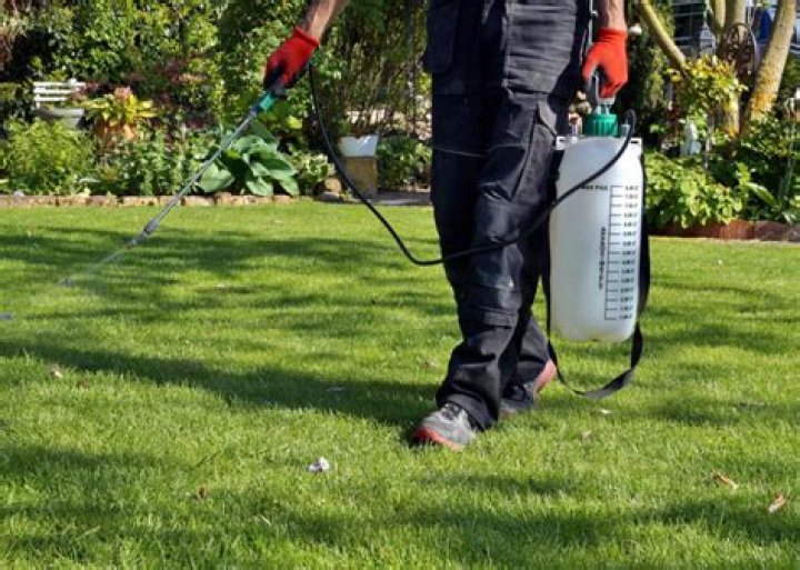 Can you spray pre emergent in the rain?