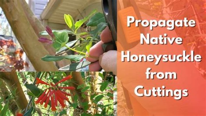 Can you take cuttings from hawthorn?