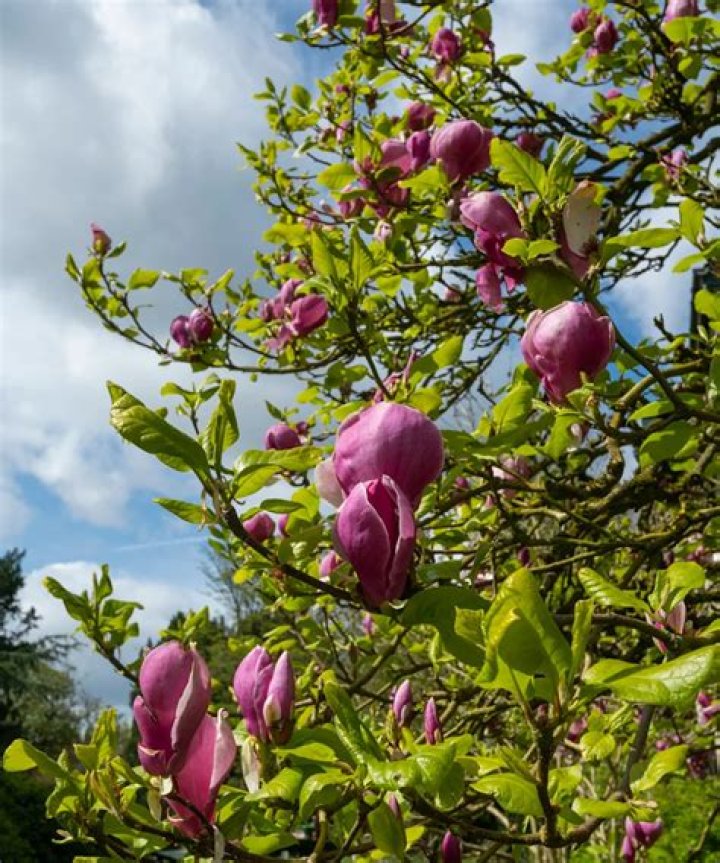 Can you underplant magnolia?