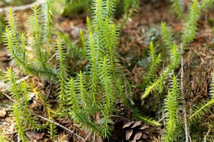 Did mosses have leaves?