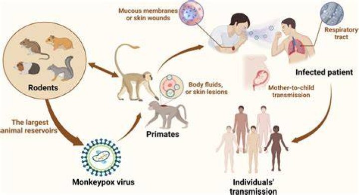 Did smallpox have an animal vector?