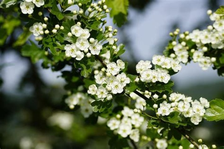 Do all hawthorn flower?