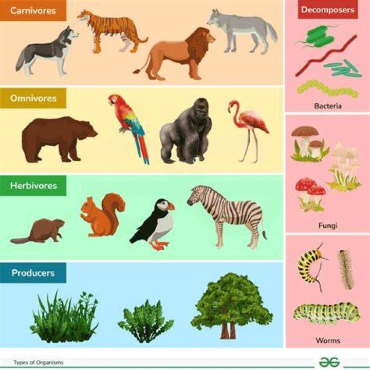 Do all living organisms have blood?